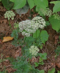 Selinum carvifolia