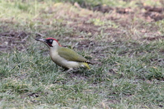 Picus viridis