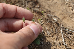 Erodium hoefftianum