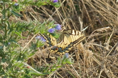 Papilio machaon