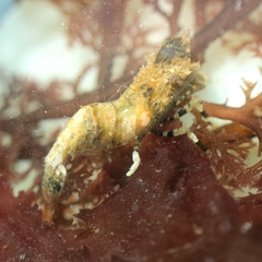 Spirontocaris prionota