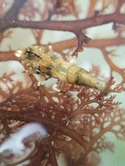 Spirontocaris prionota