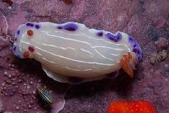 Hypselodoris capensis
