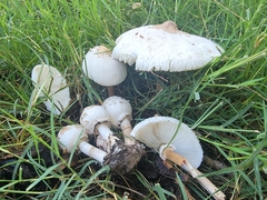 Chlorophyllum molybdites