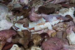 Pavoclinus smalei