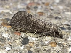 Acrolophus propinqua