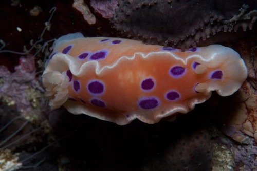 Ceratosoma ingozi Gosliner, 1996