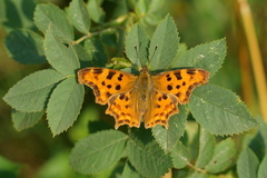 Polygonia c-album