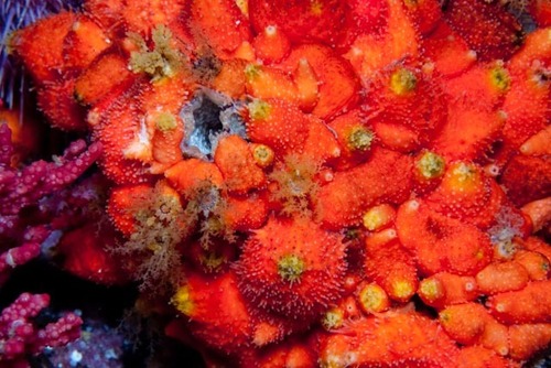 Hemiocnus insolens (Théel, 1886)