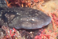 Haploblepharus pictus