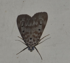 Sommeria marchalii