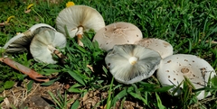 Chlorophyllum molybdites