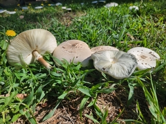 Chlorophyllum molybdites