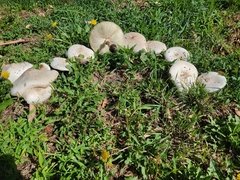 Chlorophyllum molybdites