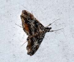 Paracymoriza vagalis