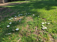 Chlorophyllum molybdites