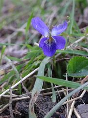 Viola alba