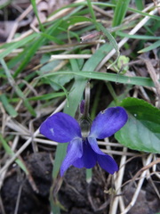 Viola alba