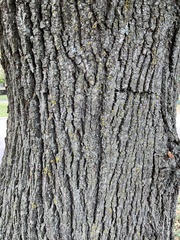 Tilia americana americana