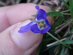 Viola alba