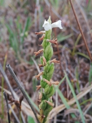 Spiranthes aestivalis