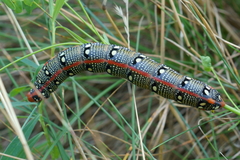 Hyles euphorbiae