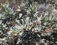 Eriodictyon traskiae smithii