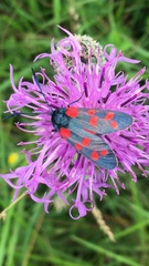 Zygaena filipendulae