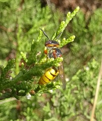 Philanthus triangulum