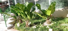 Anthurium plowmanii