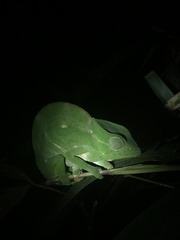 Trioceros deremensis