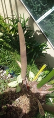 Anthurium plowmanii