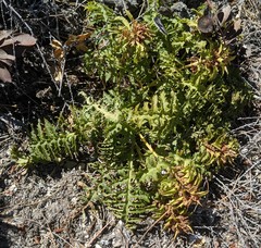 Pedicularis densiflora