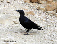 Corvus rhipidurus