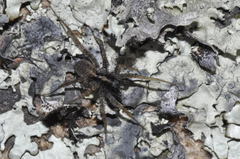 Pardosa hortensis
