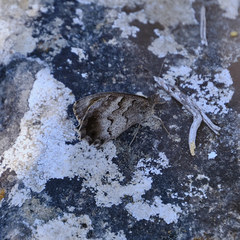 Hipparchia statilinus