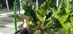 Anthurium plowmanii