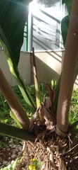 Anthurium plowmanii
