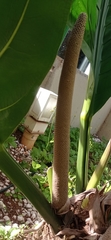 Anthurium plowmanii