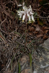 Aloe albida