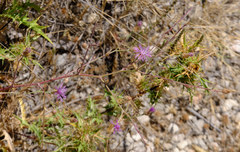 Centaurea glaberrima