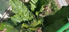 Anthurium plowmanii