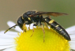 Sapyga louisi