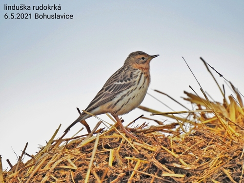 Bisbita gorjirrojo (Anthus cervinus)