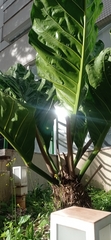 Anthurium plowmanii