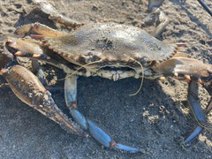 Callinectes sapidus