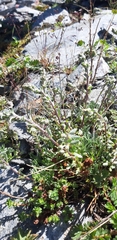 Artemisia glacialis