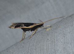 Deltoplastis commatopa
