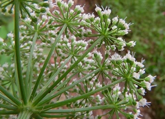 Selinum carvifolia