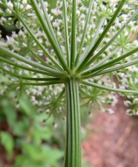 Selinum carvifolia